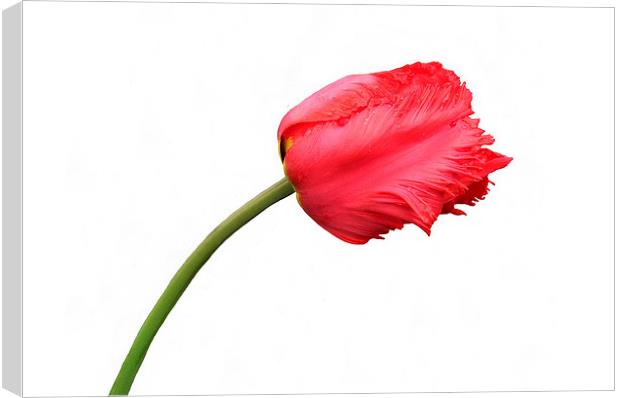 Red Parrot Tulip Canvas Print by Jacqueline Burrell