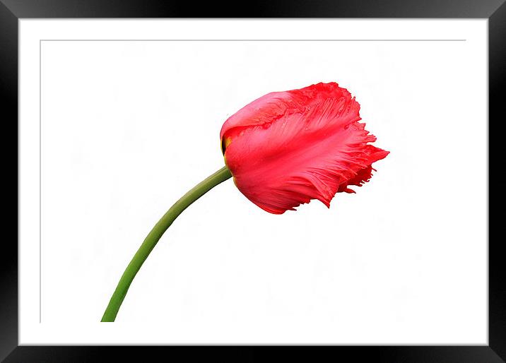 Red Parrot Tulip Framed Mounted Print by Jacqueline Burrell