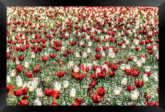 Red And White Framed Print by Steve Purnell