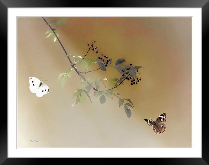 The Beauty Of Nature Framed Mounted Print by Tom York
