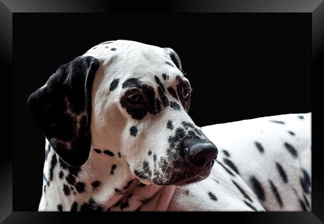 Ms. Elegance. Kokkie. Dalmation Dog Framed Print by Jenny Rainbow