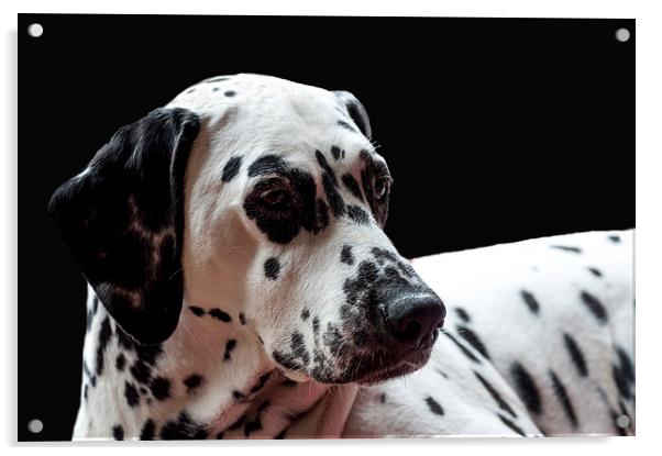 Ms. Elegance. Kokkie. Dalmation Dog Acrylic by Jenny Rainbow