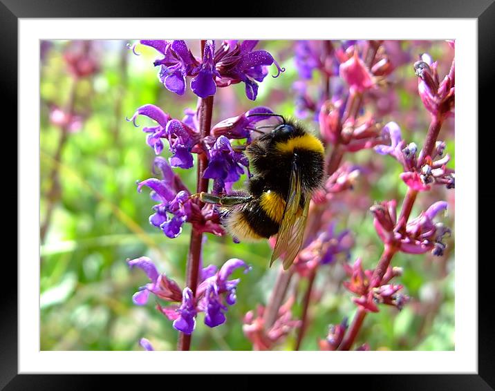 Busy Busy Bee Framed Mounted Print by Christopher Humphrey