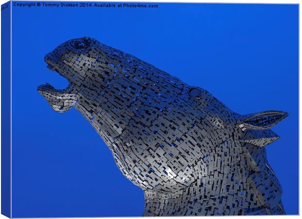 Kelpie - Head Up. Canvas Print by Tommy Dickson