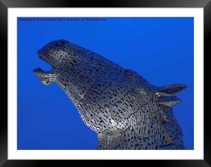 Kelpie - Head Up. Framed Mounted Print by Tommy Dickson