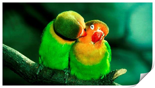 Cute parrots Print by Daniel Kesh