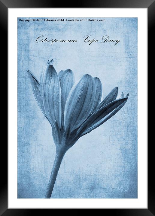 Osteospermum Cyanotype Framed Mounted Print by John Edwards