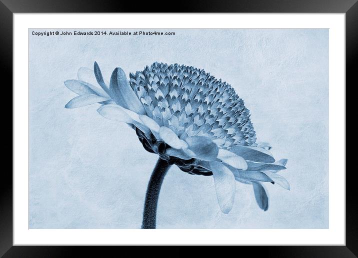 Chrysanthemum Cyanotype Framed Mounted Print by John Edwards