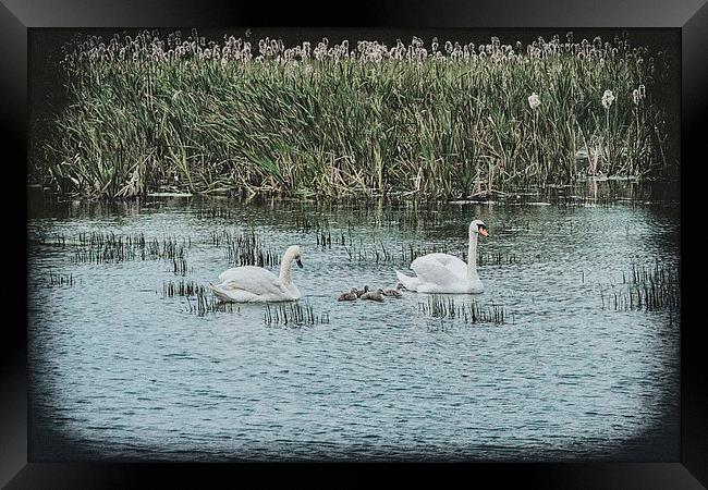 Swans and Cygnets Framed Print by kevin wise