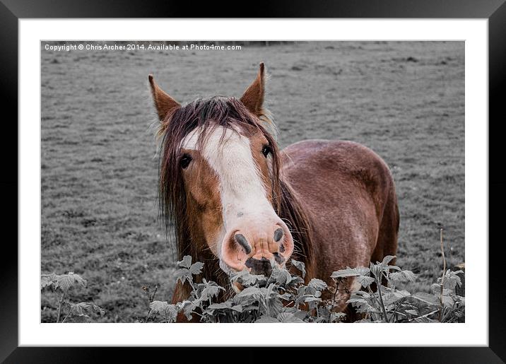 Horse Brunch Framed Mounted Print by Chris Archer