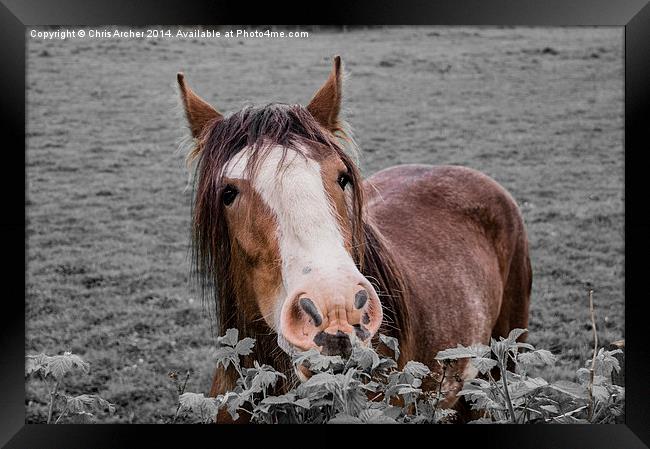Horse Brunch Framed Print by Chris Archer