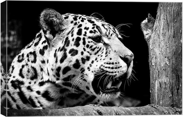 Jaguar Canvas Print by Andy Barker