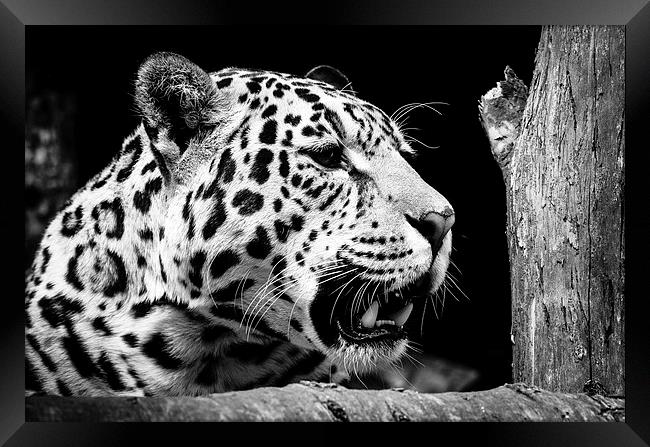 Jaguar Framed Print by Andy Barker
