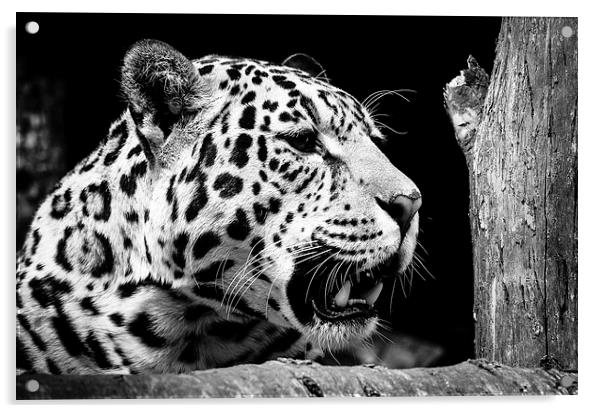 Jaguar Acrylic by Andy Barker