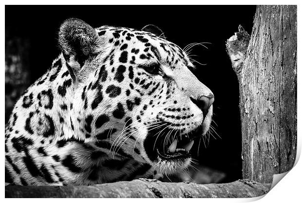 Jaguar Print by Andy Barker