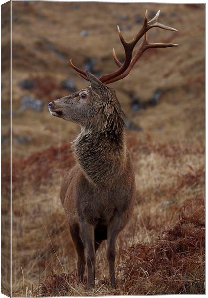 Red Deer Stag Canvas Print by John Cameron