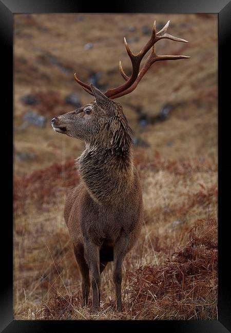 Red Deer Stag Framed Print by John Cameron