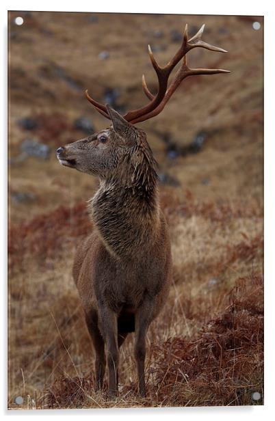 Red Deer Stag Acrylic by John Cameron