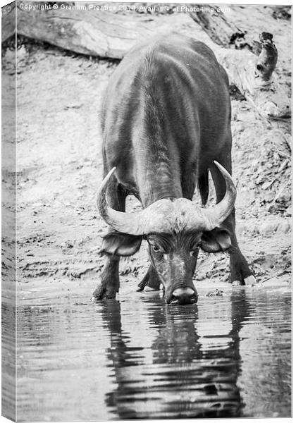 Cape Buffalo Drinking Canvas Print by Graham Prentice