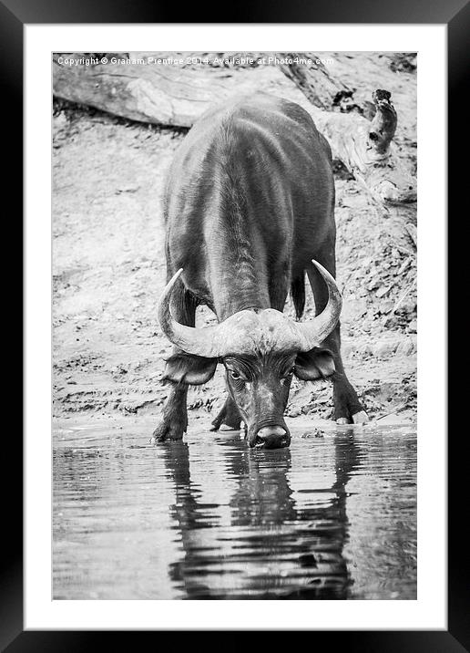 Cape Buffalo Drinking Framed Mounted Print by Graham Prentice