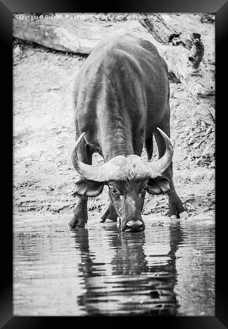 Cape Buffalo Drinking Framed Print by Graham Prentice