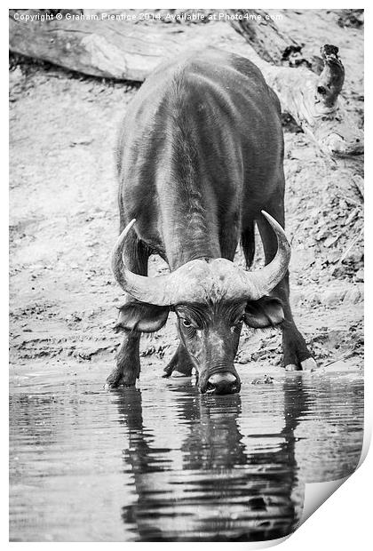 Cape Buffalo Drinking Print by Graham Prentice