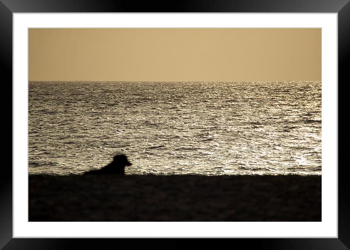 Dog watching Cape Verde sunset Framed Mounted Print by mark humpage