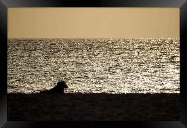 Dog watching Cape Verde sunset Framed Print by mark humpage