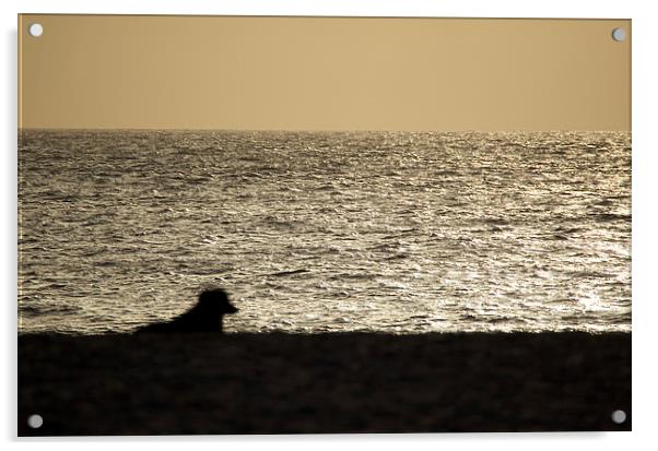 Dog watching Cape Verde sunset Acrylic by mark humpage