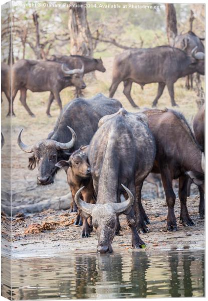 Cape Buffalo Herd Canvas Print by Graham Prentice