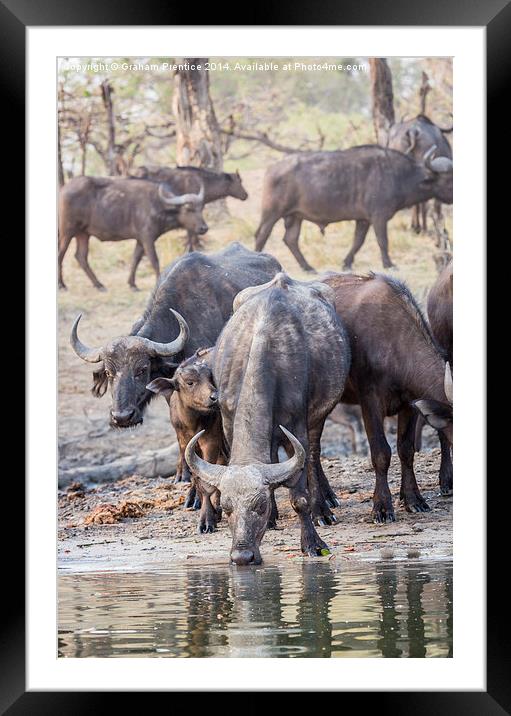 Cape Buffalo Herd Framed Mounted Print by Graham Prentice