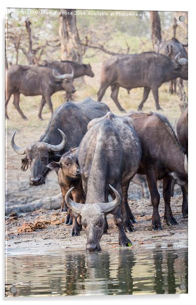 Cape Buffalo Herd Acrylic by Graham Prentice