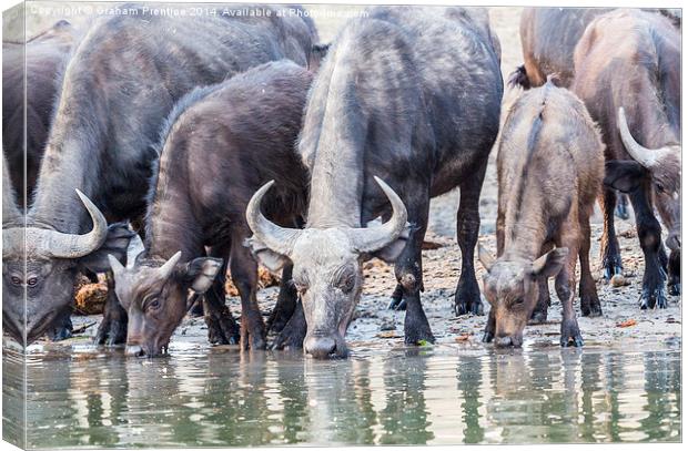 Cape Buffalo Drinking in Zambesi Canvas Print by Graham Prentice