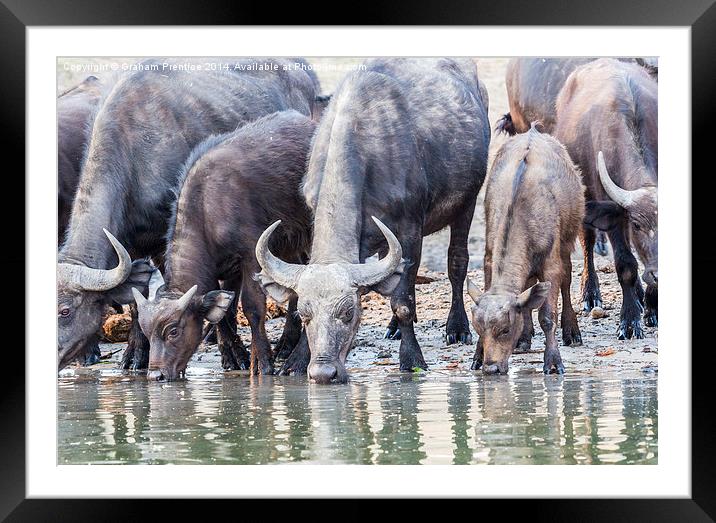 Cape Buffalo Drinking in Zambesi Framed Mounted Print by Graham Prentice