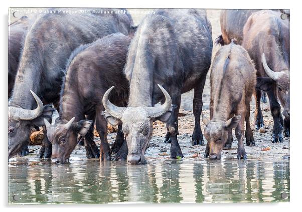 Cape Buffalo Drinking in Zambesi Acrylic by Graham Prentice