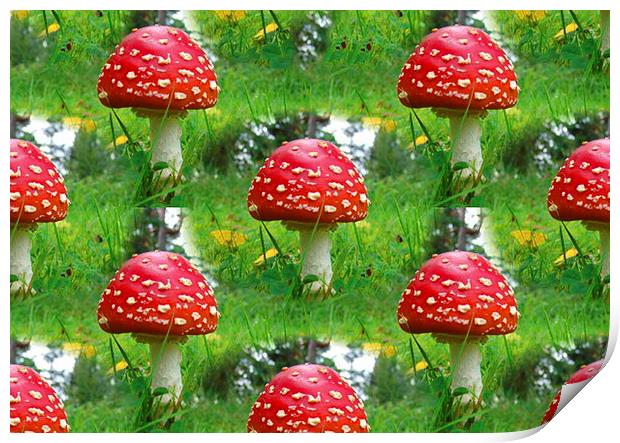 Mushrooms Print by Matthew Lacey