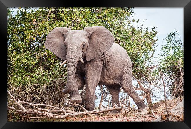 Dominant African Elephant Framed Print by Graham Prentice
