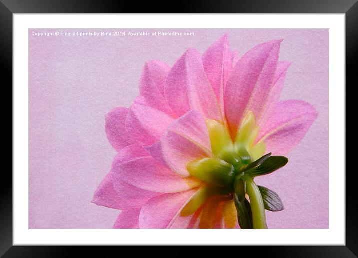 Pretty in pink Dahlia Framed Mounted Print by Fine art by Rina