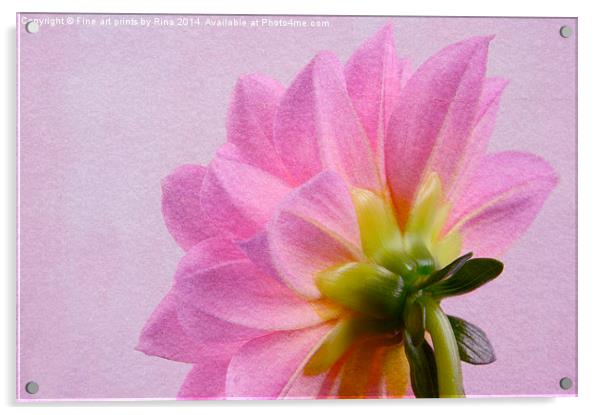 Pretty in pink Dahlia Acrylic by Fine art by Rina