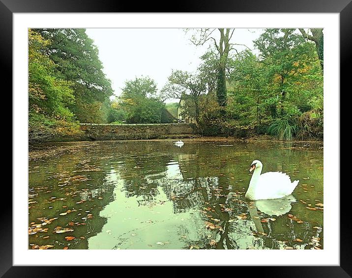 Swans on the River Fal. Framed Mounted Print by Lisa PB