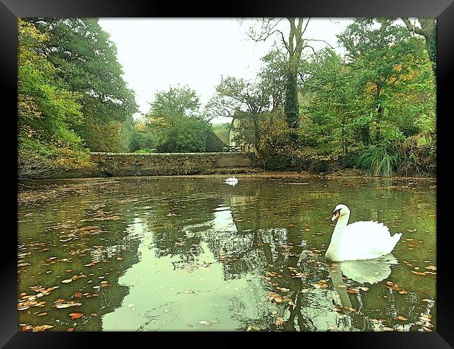 Swans on the River Fal. Framed Print by Lisa PB