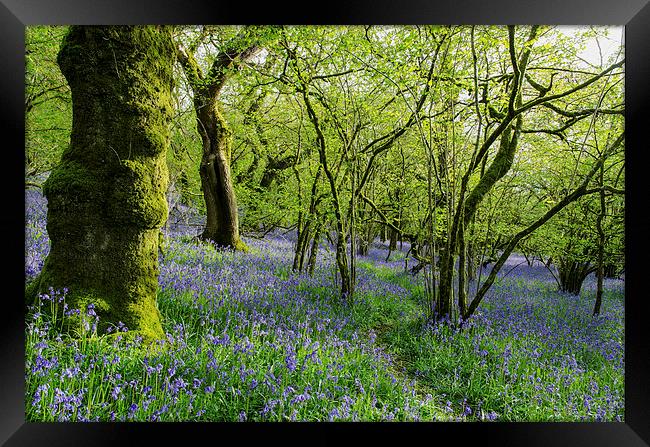 Bluebell Wood Framed Print by Jon Short