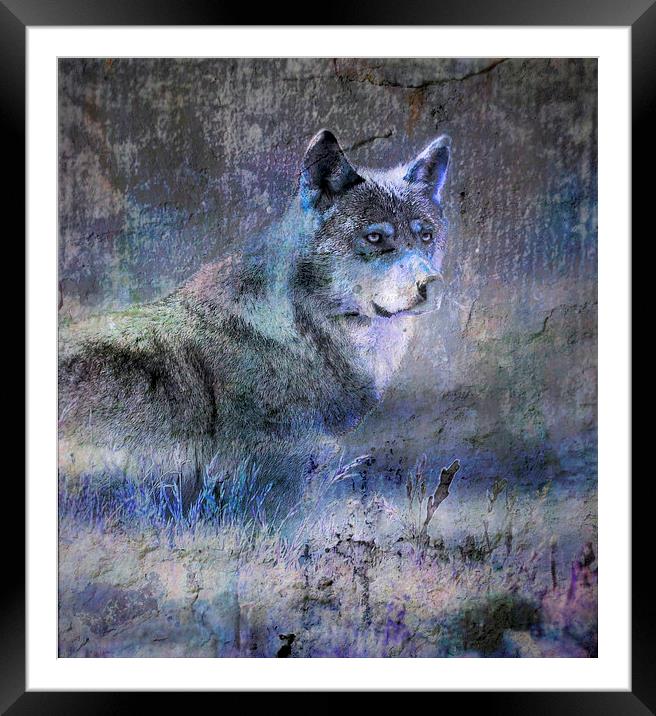 Whos afraid of the big bad wolf ? Framed Mounted Print by Alan Mattison