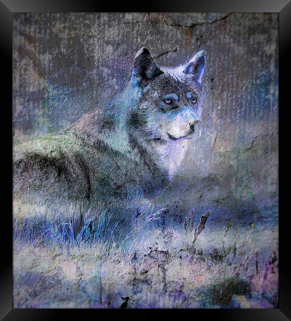 Whos afraid of the big bad wolf ? Framed Print by Alan Mattison
