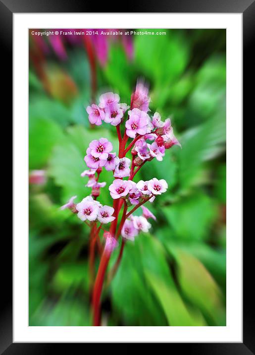 A beautiful flower found in the countryside Framed Mounted Print by Frank Irwin