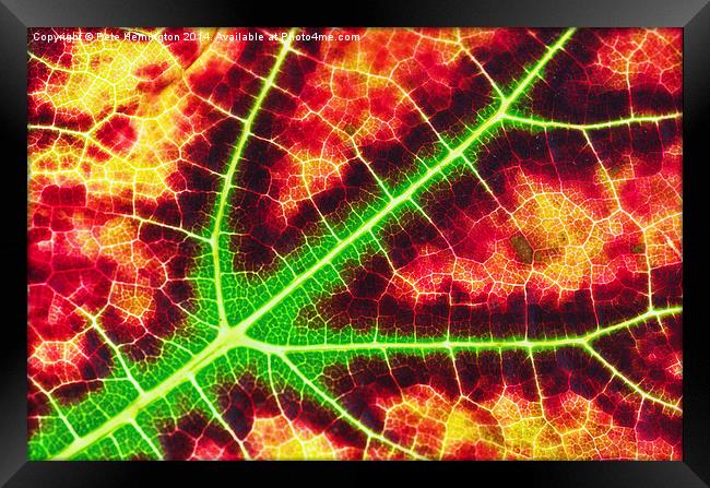 Vine leaf close up Framed Print by Pete Hemington