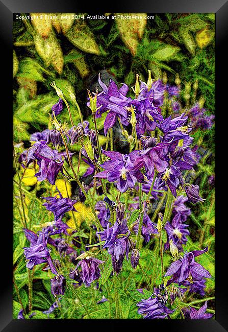 Beautiful flowers found in the countryside Framed Print by Frank Irwin