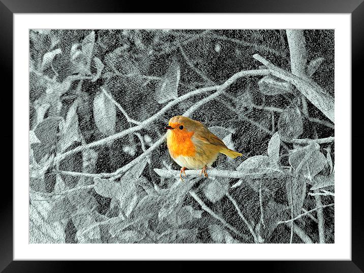 Robin Framed Mounted Print by Louise Godwin
