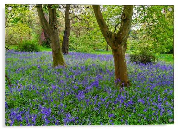 Woodland Bluebells Acrylic by Trevor Kersley RIP
