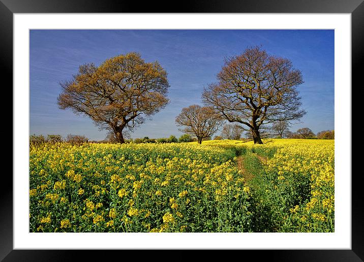 Rapeseed field & Trees, Derbyshire Framed Mounted Print by Darren Galpin